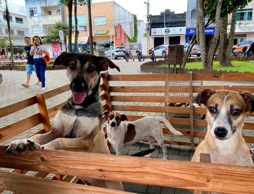 Adotando Amor: mais uma feira de adoção de animais é realizada pela Prefeitura de Lagarto