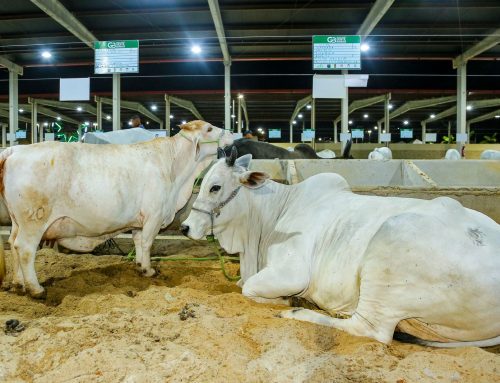 Lagarto lidera vacinação contra febre aftosa em Sergipe: 98,6% do gado imunizado